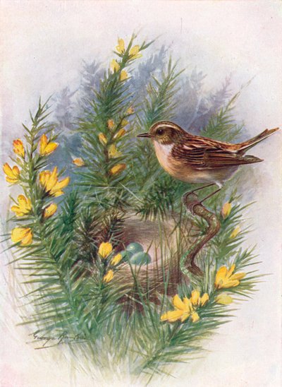 Whinchat - Pratincola Rubetra, c1910 by George James Rankin