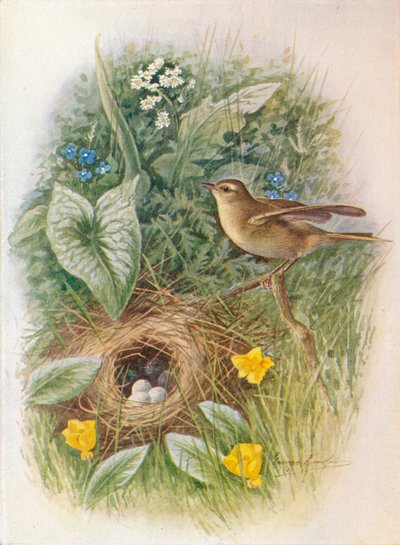 Willow-Wren - Phylloscopus trochilus, c1910 by George James Rankin