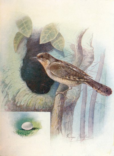 Wryneck - Iynx torquilla, c1910 by George James Rankin