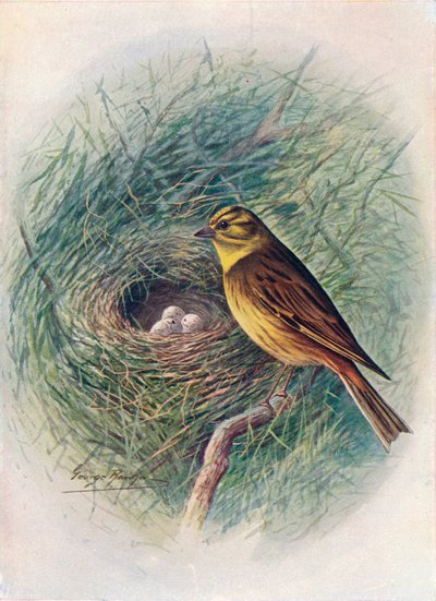Yellow-Hammer or Yellow-Bunting - Emberiza citrinella by George James Rankin