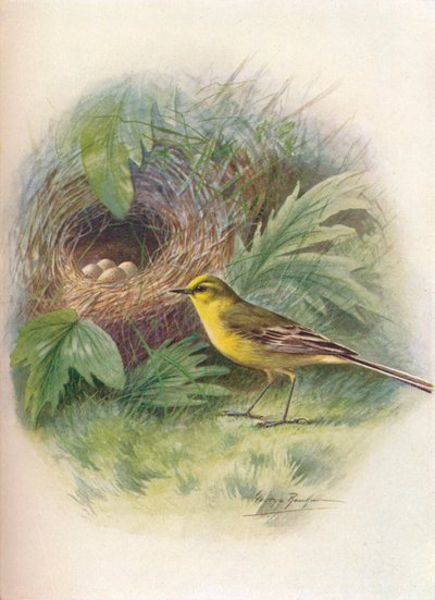 Yellow Wagtail - Motacilla raii by George James Rankin