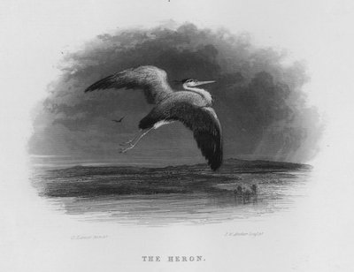 The Heron (engraving) by George Lance
