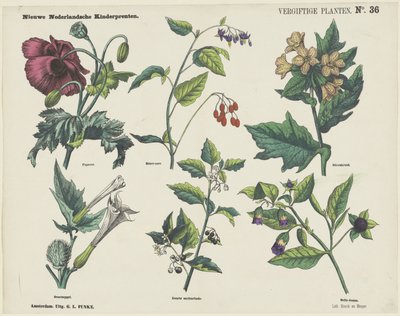 Poisonous Plants by George Lodewijk Funke