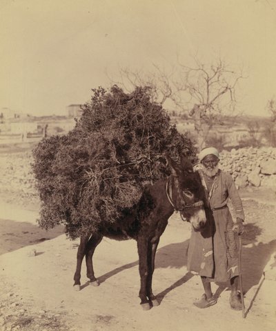 Donkey carrying load of roots and twigs for fuel, Palestine, c.1900 by Bartolome Esteban and studio Murillo