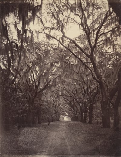 Bonaventure Cemetery, Four Miles from Savannah by George N. Barnard