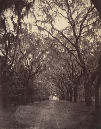 Bonaventure Cemetery, Four Miles from Savannah, 1866 by George N. Barnard