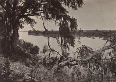 Savannah River, Near Savannah, Georgia by George N. Barnard