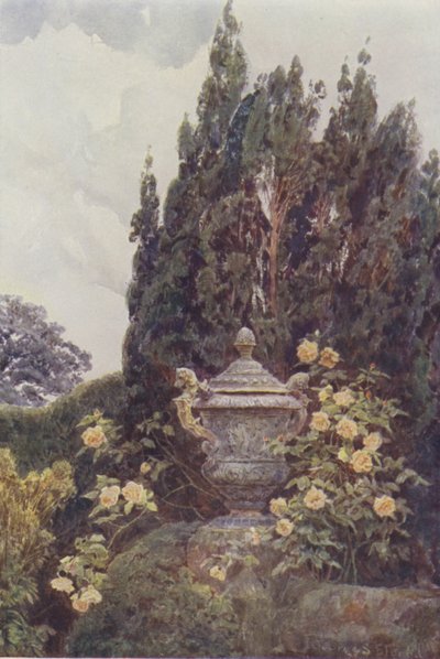 Gloire de Dijon, Penshurst by George Samuel Elgood
