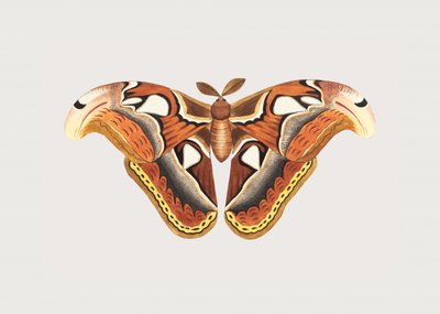Atlas Moth by George Shaw