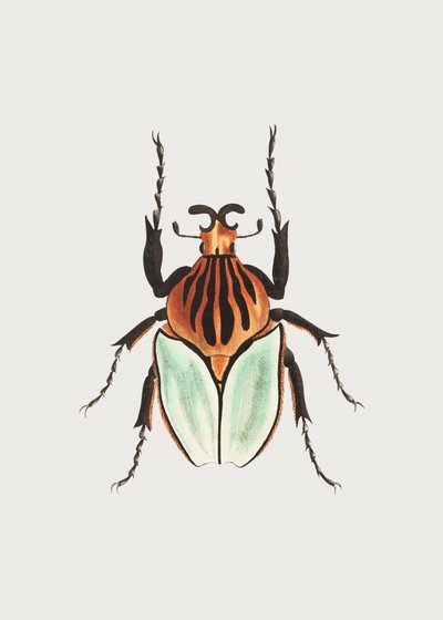 Cacique Beetle by George Shaw