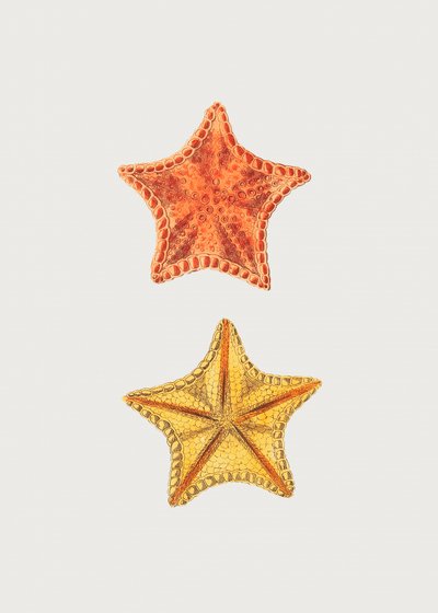 Carved Asterias by George Shaw