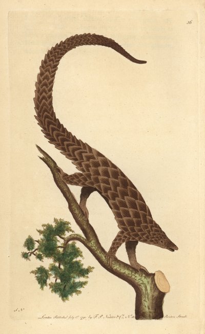 Four-toed manis, Long-tailed Pangolin or Black-bellied Pangolin, from 