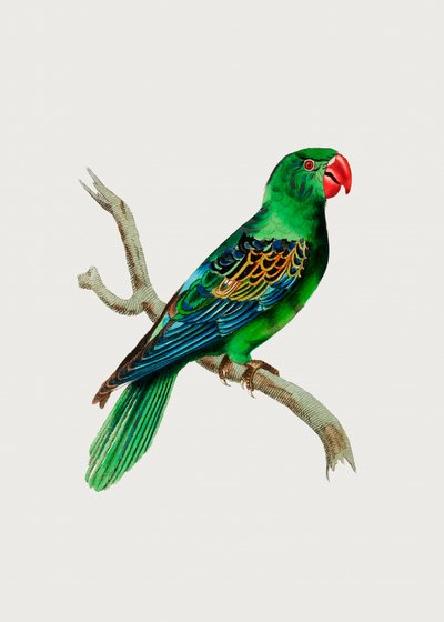 Great Billed Parrot by George Shaw