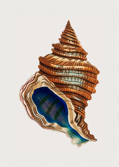 Shell Club Shaped by George Shaw