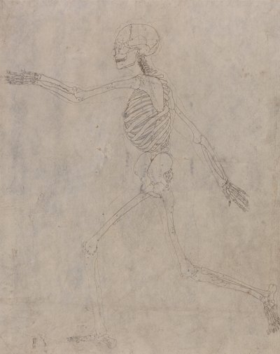 A Comparative Anatomical Exposition of the Structure of the Human Body with that of a Tiger and a Common Fowl: Human Skeleton, Lateral View by George Stubbs