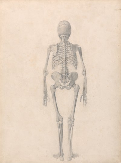 A Comparative Anatomical Exposition of the Structure of the Human Body with that of a Tiger and a Common Fowl: Human Skeleton, Posterior View (Finished Study for Table II) by George Stubbs