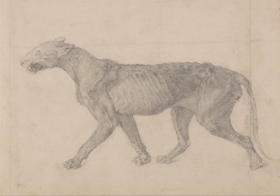 Tiger Body, Lateral View (First of nine drawings of another specimen of tiger) by George Stubbs