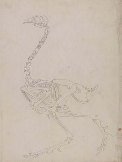 Fowl Skeleton, Lateral View (Outline drawing of the skeleton) by George Stubbs