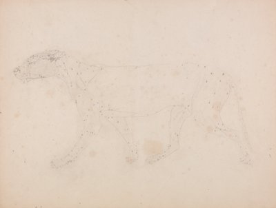 Tiger Body, Lateral View (Study of the muscles for the key figure to Table IX) by George Stubbs