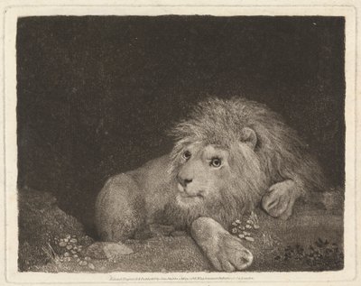 A Lion [A recumbent Lion] by George Stubbs