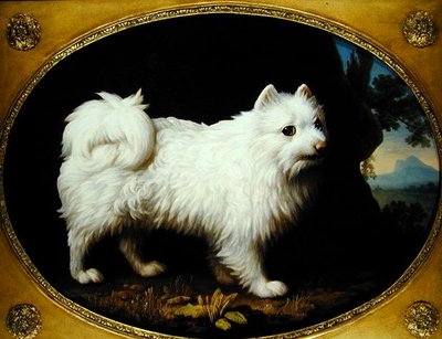 A White Spitz, c.1770 by George Stubbs
