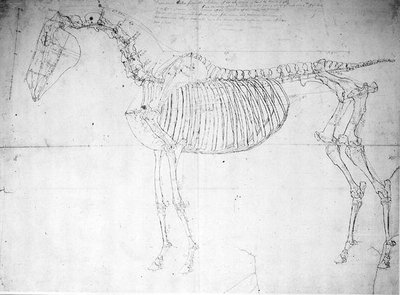 Anatomical study of a horse by George Stubbs