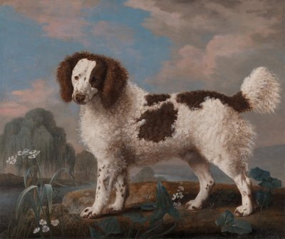 Brown and White Norfolk or Water Spaniel, 1778 by George Stubbs