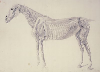 Diagram from The Anatomy of the Horse by George Stubbs
