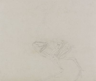Dorking Hen Body, Lateral View, from A Comparative Anatomical Exposition of the Structure of the Human Body with that of a Tiger and a Common Fowl, 1795-1806 by George Stubbs