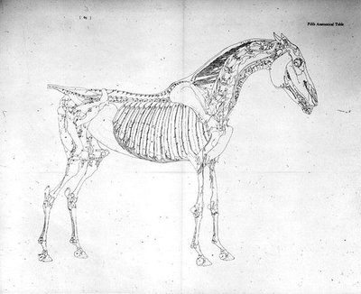 Fifth Anatomical Table by George Stubbs