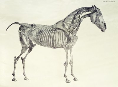 Fifth Anatomical Table, from 