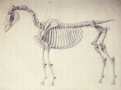 Fifth Anatomical Table, from 