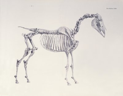 First Skeleton Table, from 