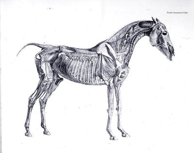 Fourth Anatomical Table, from 