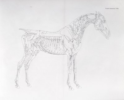 Fourth Anatomical Table (from 
