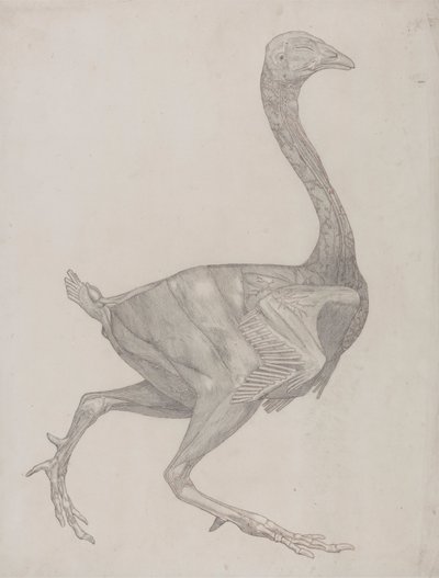 Fowl Body, Lateral View (Probably Prepared for Transfer to the Plate for Engraving of Table XV) by George Stubbs