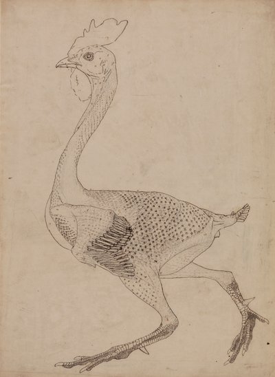 Fowl Body, Lateral View by George Stubbs
