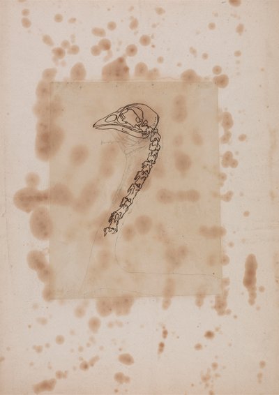 Fowl Head and Neck, Lateral View by George Stubbs