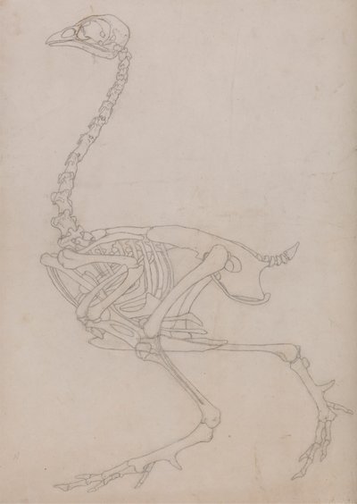 Fowl Skeleton, Lateral View by George Stubbs