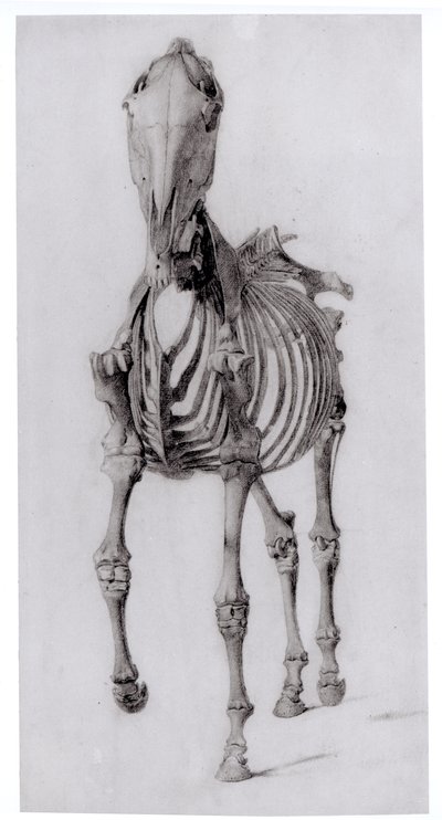 Frontal View of the Skeleton of a Horse, Study No. 10 from The Anatomy of the Horse, 1766 by George Stubbs