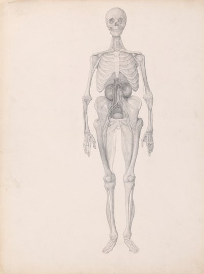 Human Figure, Anterior View by George Stubbs