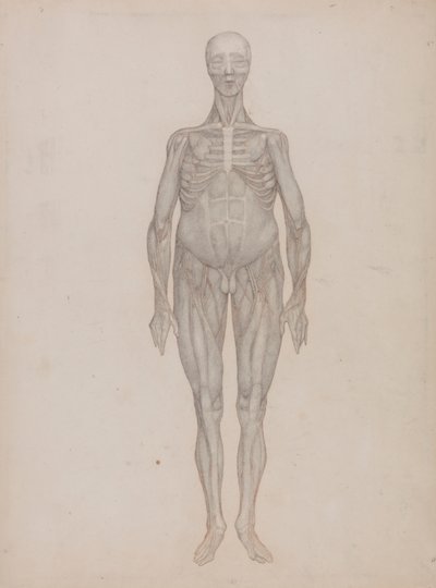 Human Figure, Anterior View by George Stubbs