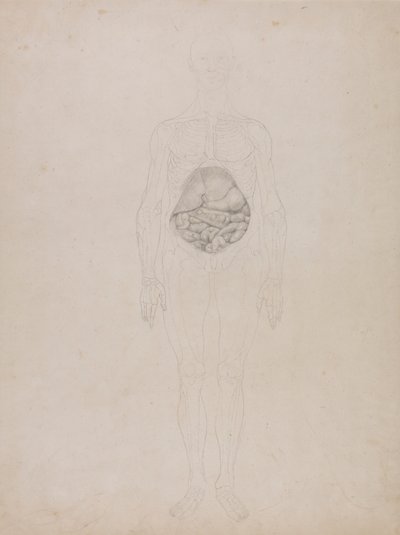 Human Figure, Anterior View (Outline drawing) by George Stubbs