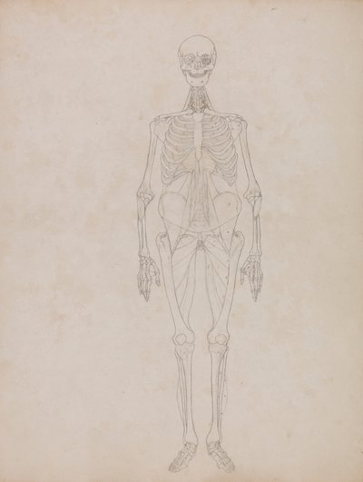 Human Figure, Anterior View by George Stubbs