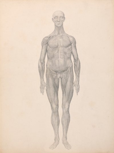 Human Figure, Anterior View, Skin and Underlying Fascial Layers Removed (Finished Study) by George Stubbs
