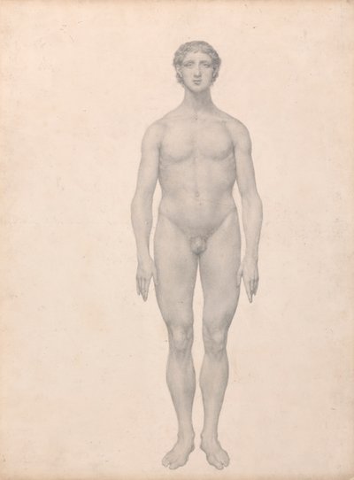 Human Figure, Anterior View by George Stubbs