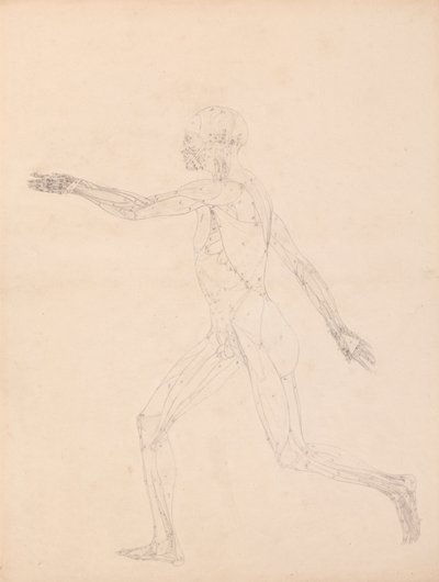 Human Figure, Lateral View (For the Key Figure to Table XIII) by George Stubbs