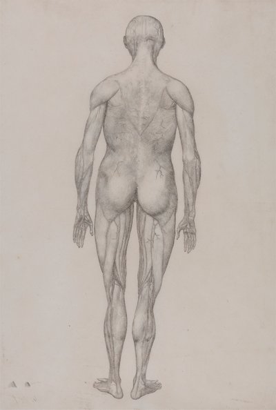 Human Figure, Posterior View by George Stubbs