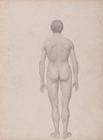 Human Figure, Posterior View, Undissected (Finished Study for Table VII) by George Stubbs