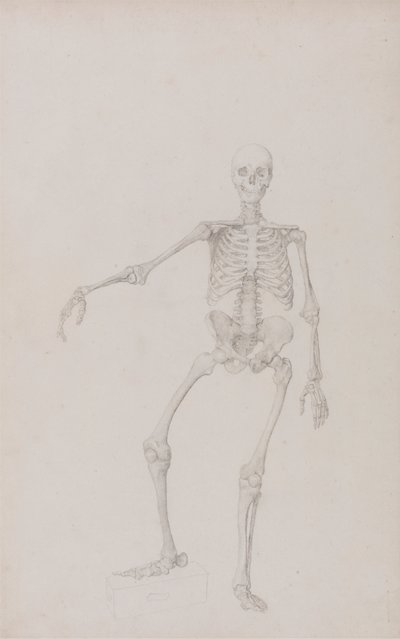 Human Skeleton, Anterior View by George Stubbs